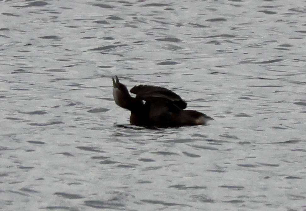 Bindentaucher - ML644629586