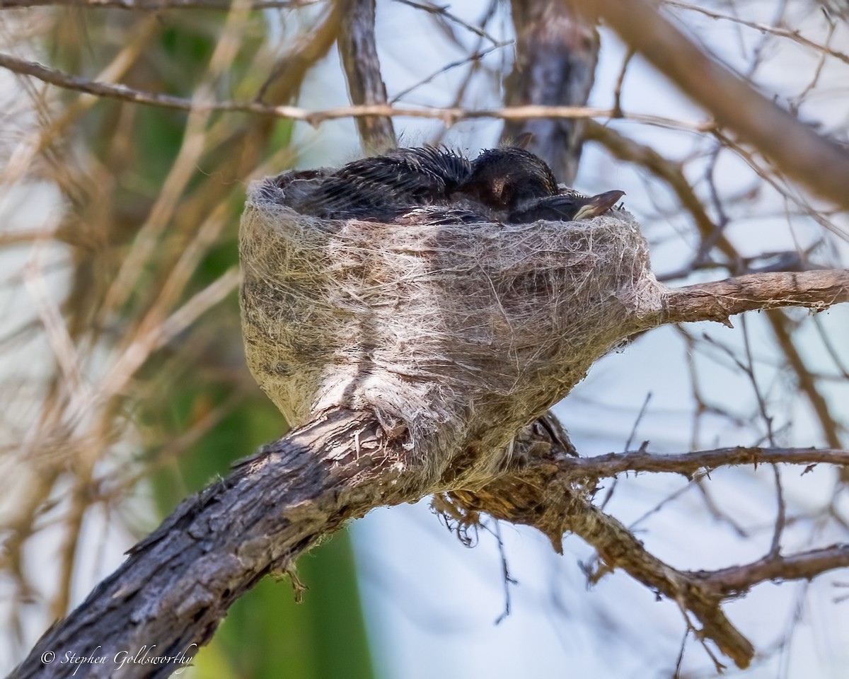 gallaviftestjert - ML644629604