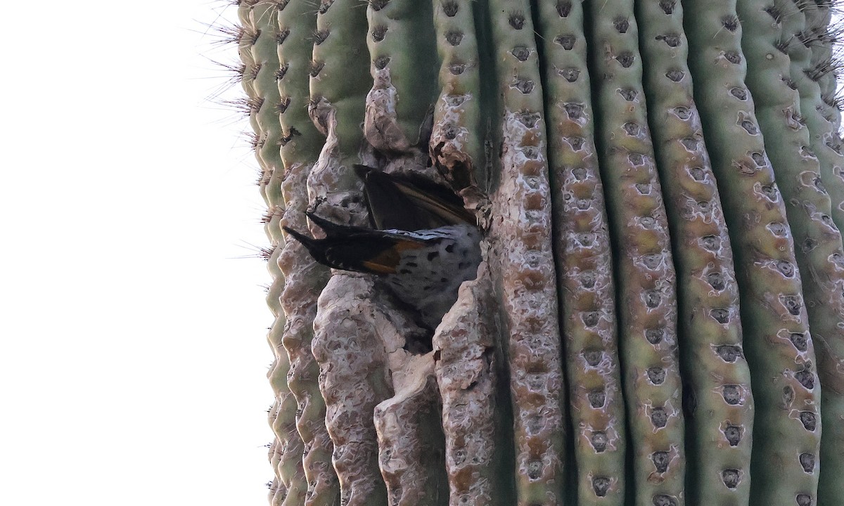 ミナミハシボソキツツキ - ML644629605