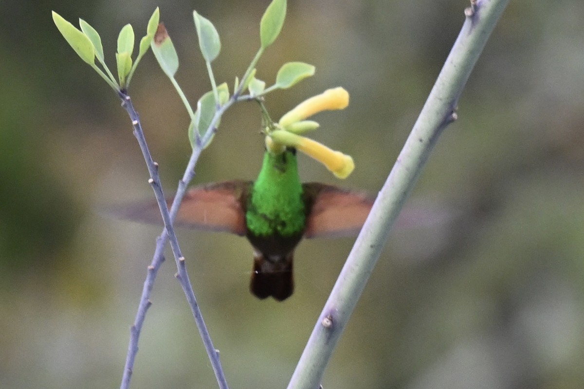 Berylline Hummingbird - ML644629606