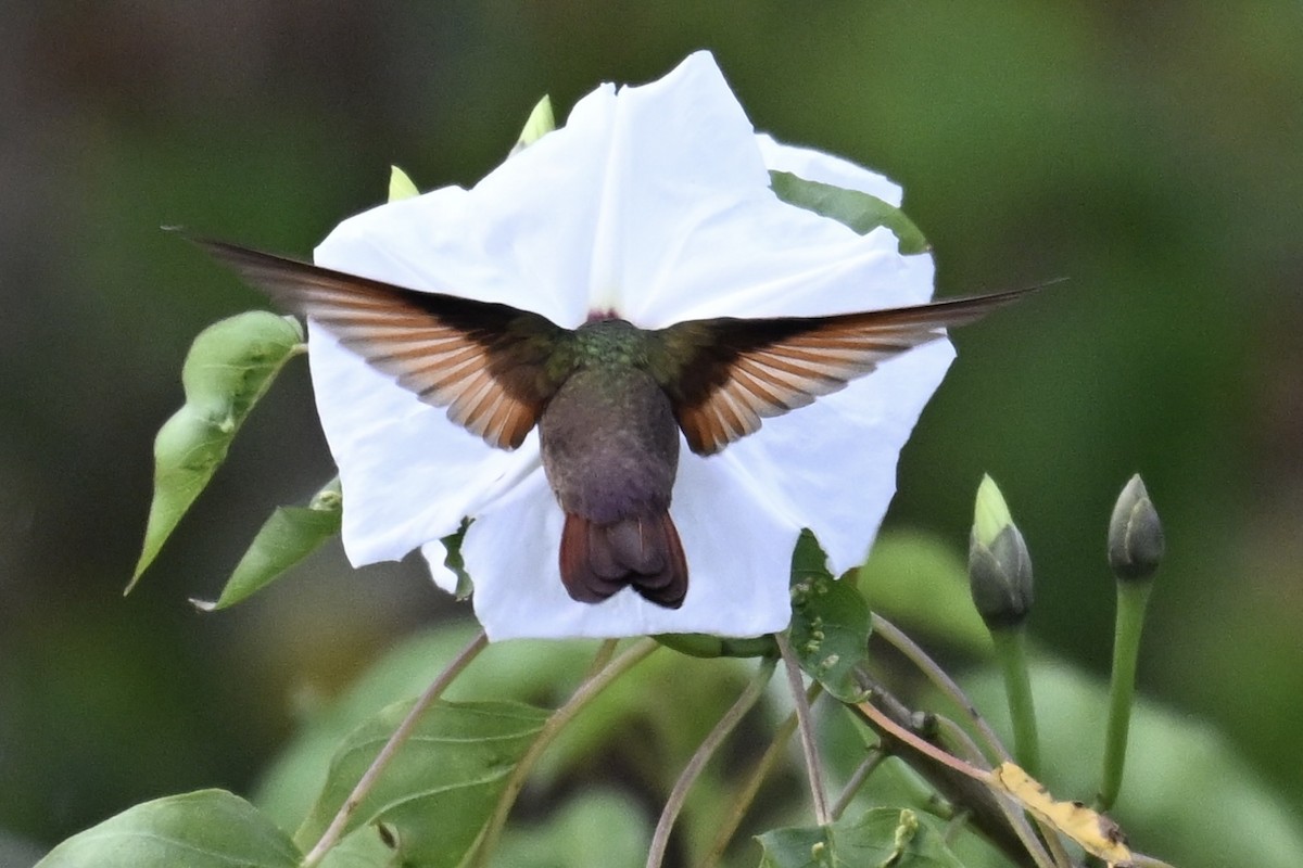 Berylline Hummingbird - ML644629607