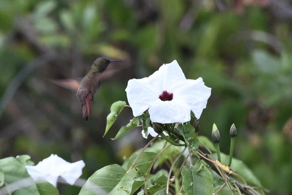 Berylline Hummingbird - ML644629608