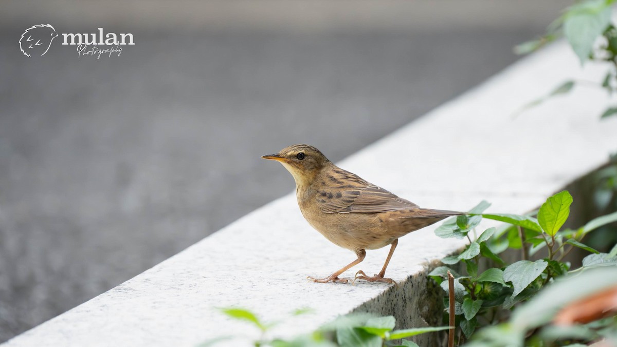 Pallas's Grasshopper Warbler - ML644629617