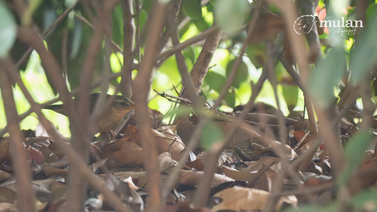 Pallas's Grasshopper Warbler - ML644629622