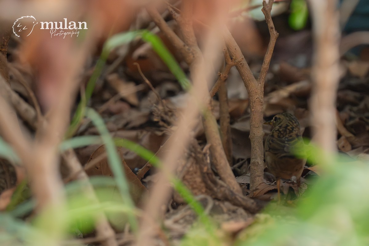 Pallas's Grasshopper Warbler - ML644629625