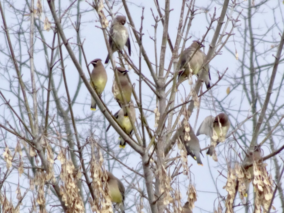 Jaseur d'Amérique - ML644629631