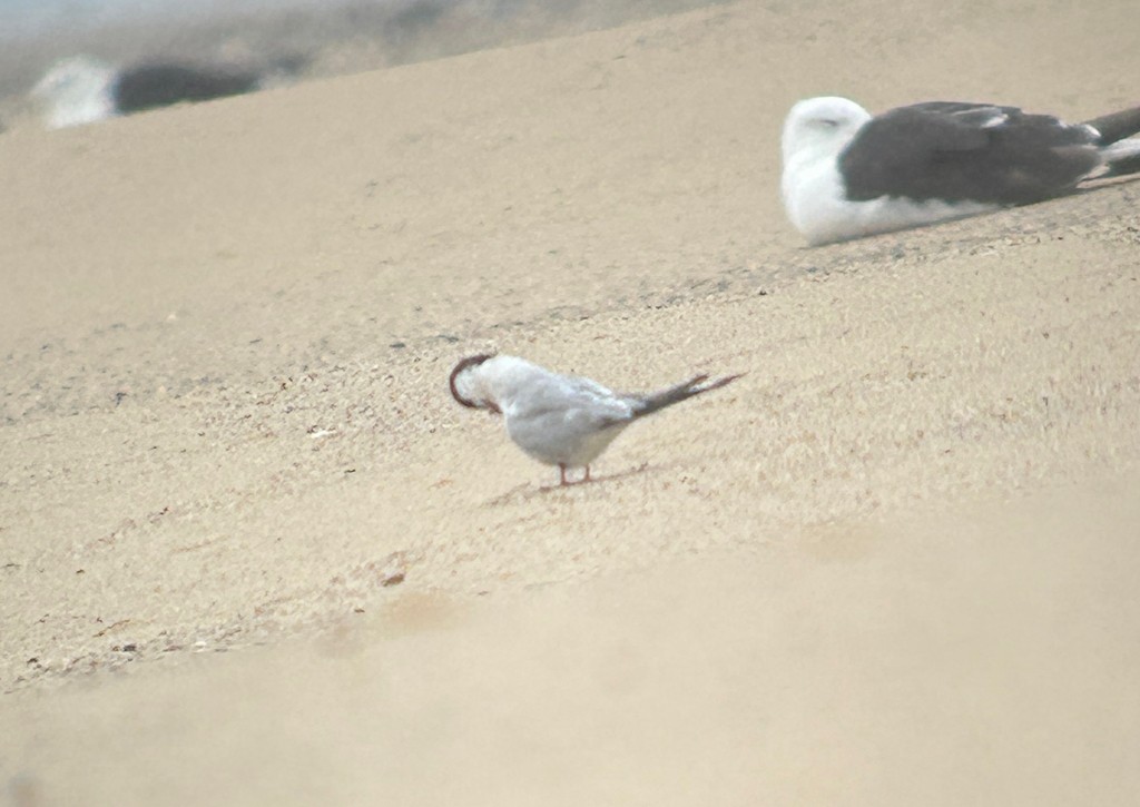 Common Tern (hirundo/tibetana) - ML644629639