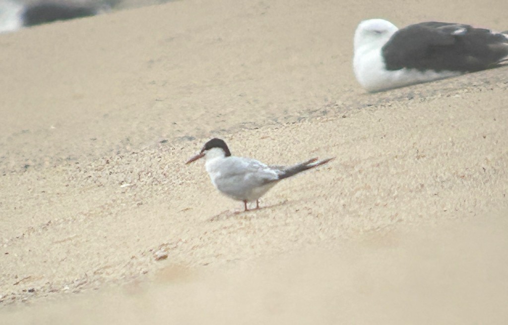 Common Tern (hirundo/tibetana) - ML644629640