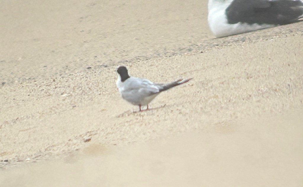Common Tern (hirundo/tibetana) - ML644629641