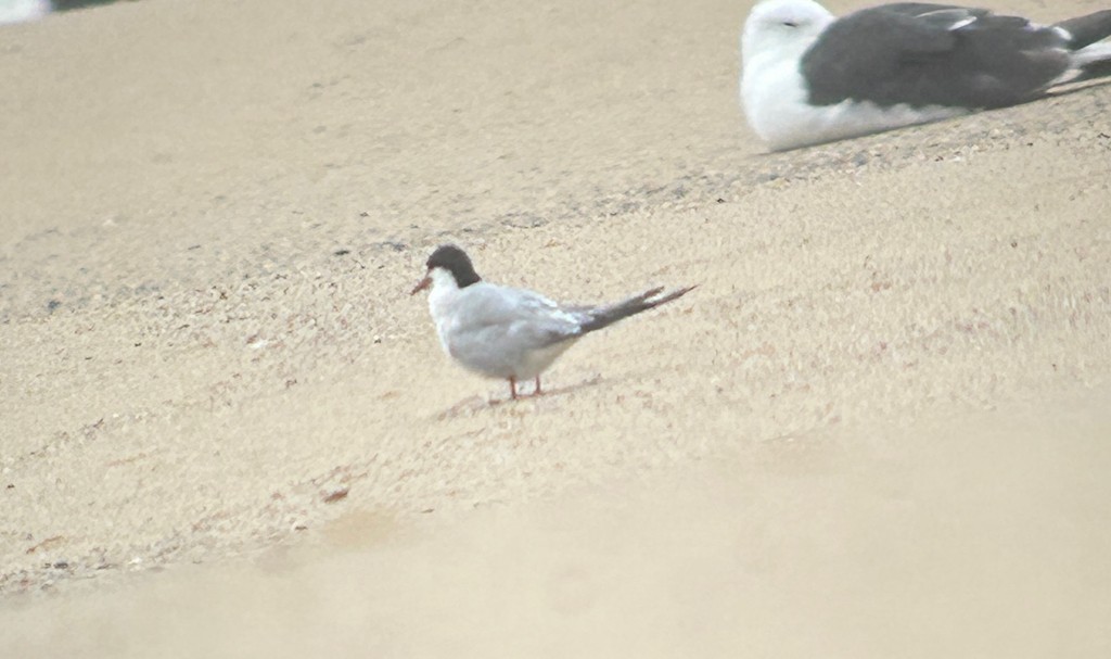 Common Tern (hirundo/tibetana) - ML644629642