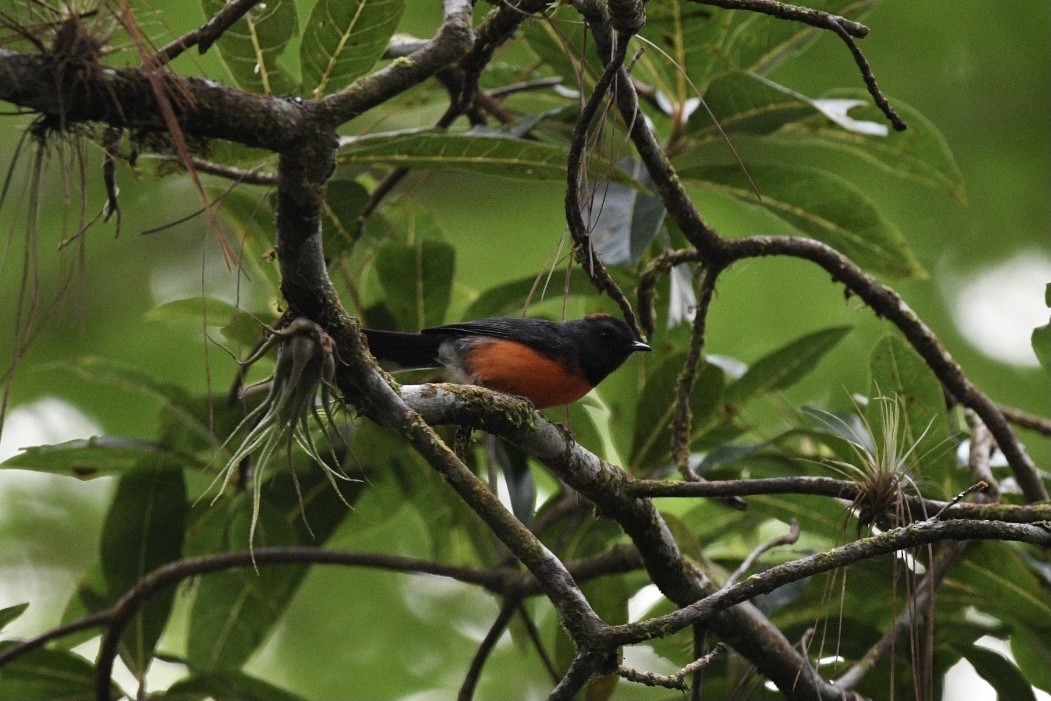 Candelita Plomiza - ML644629644