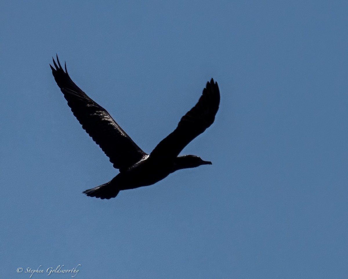 Kömür Karabatağı - ML644629651