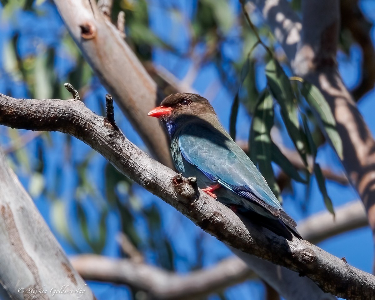 Dollarbird - ML644629659