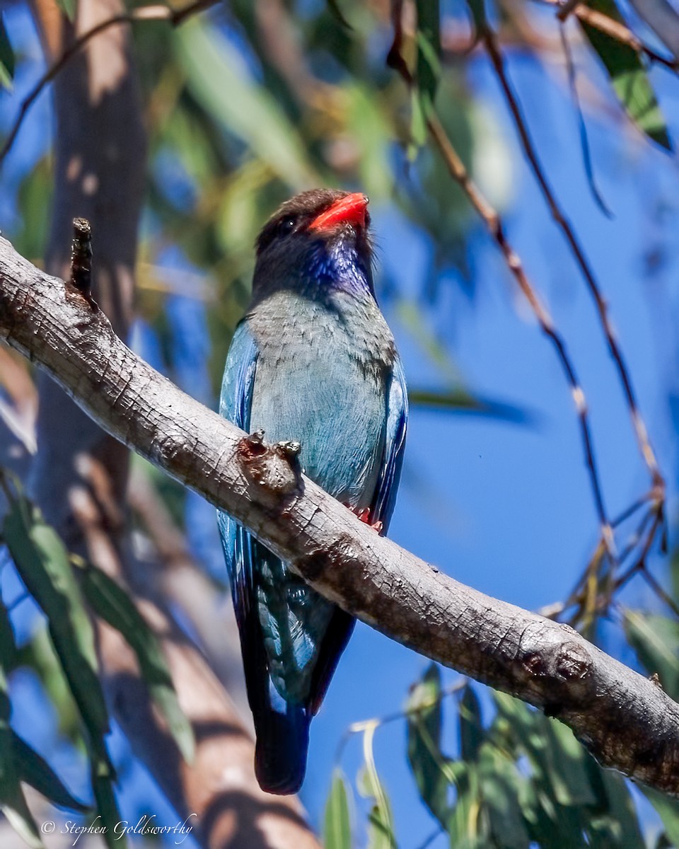 Dollarbird - ML644629660