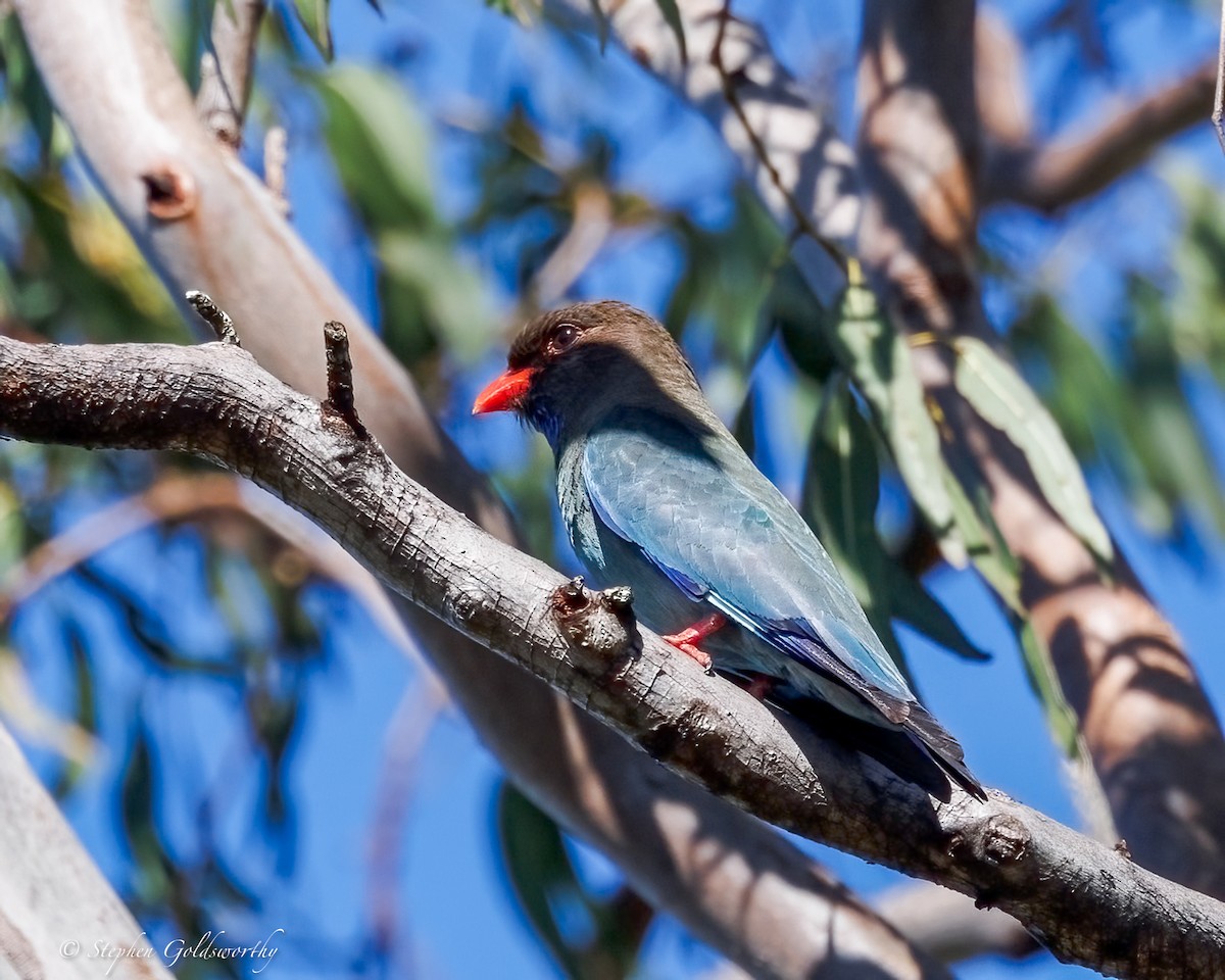 Dollarbird - ML644629661