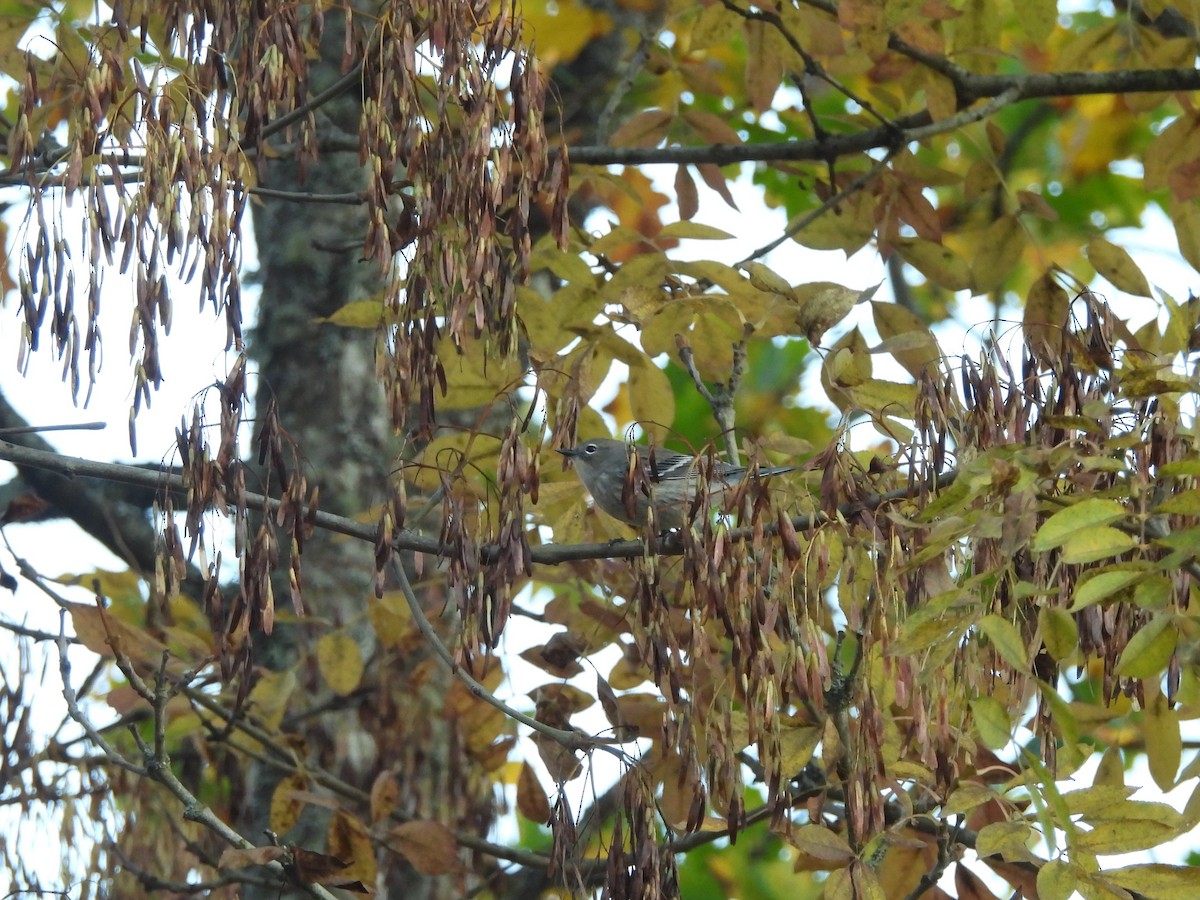 סבכון הכתר - ML644629662