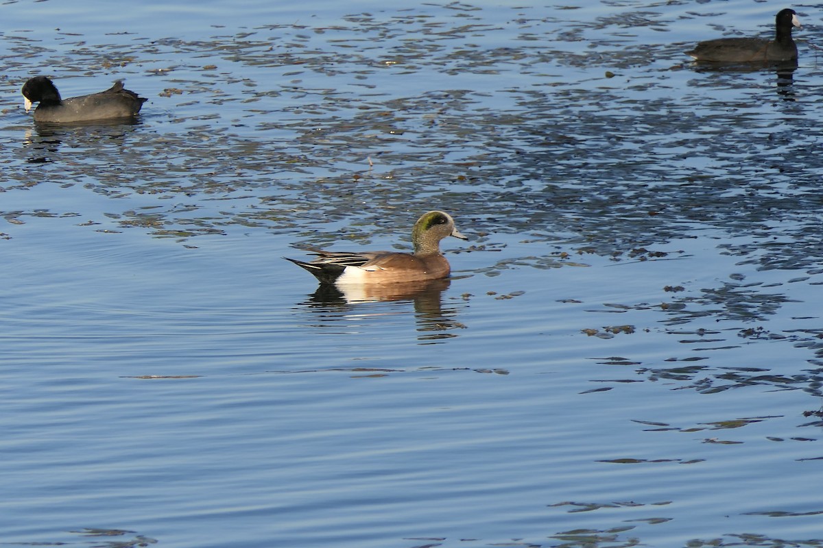 ברווז אמריקני - ML644629665
