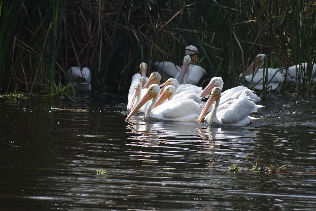 שקנאי אמריקני - ML644629666
