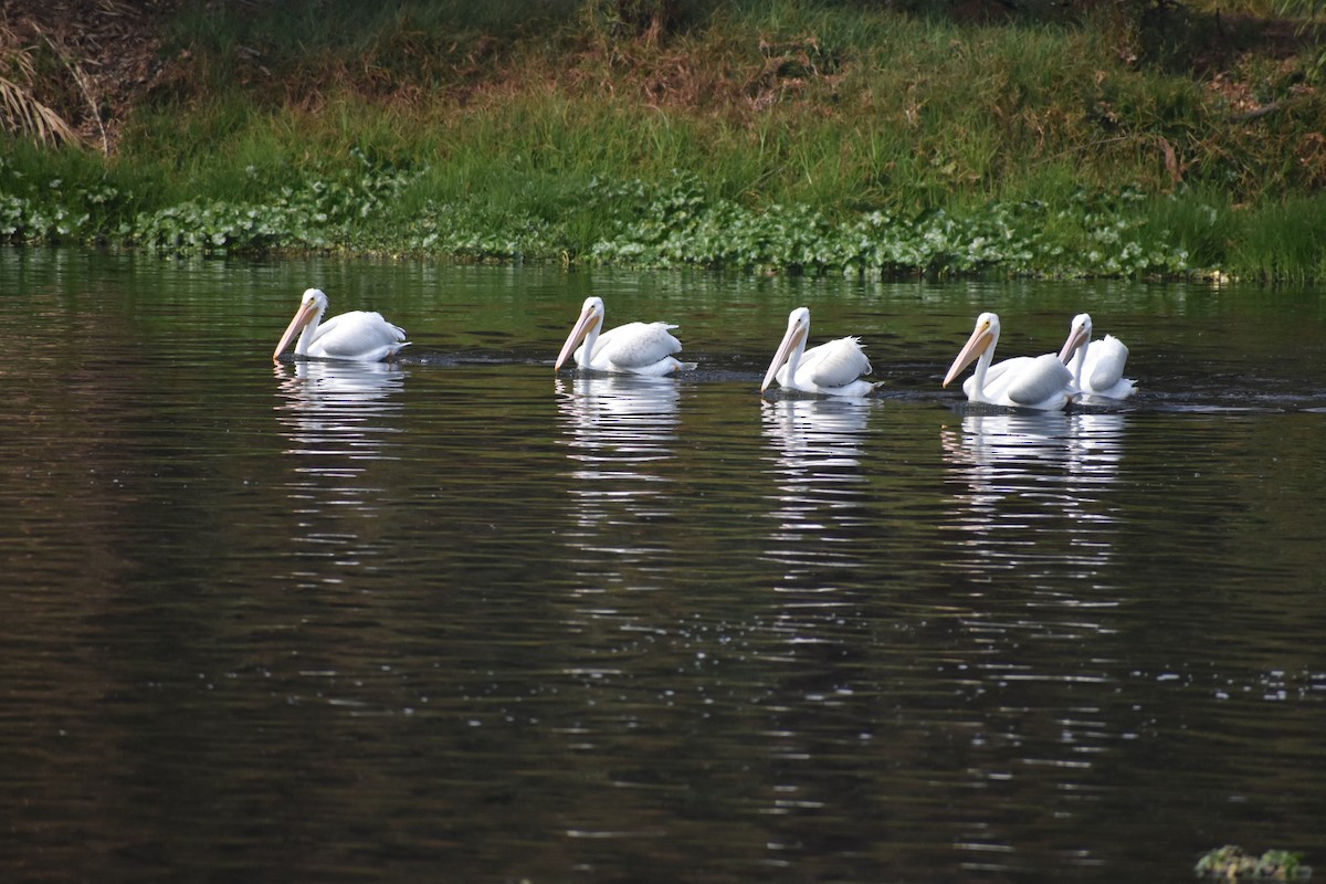 שקנאי אמריקני - ML644629667