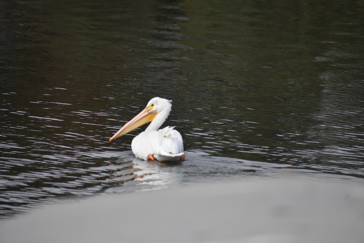 שקנאי אמריקני - ML644629668