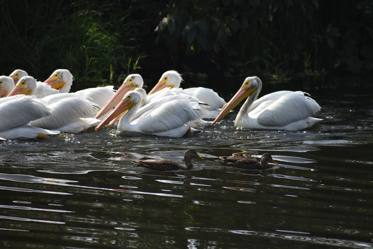 שקנאי אמריקני - ML644629669