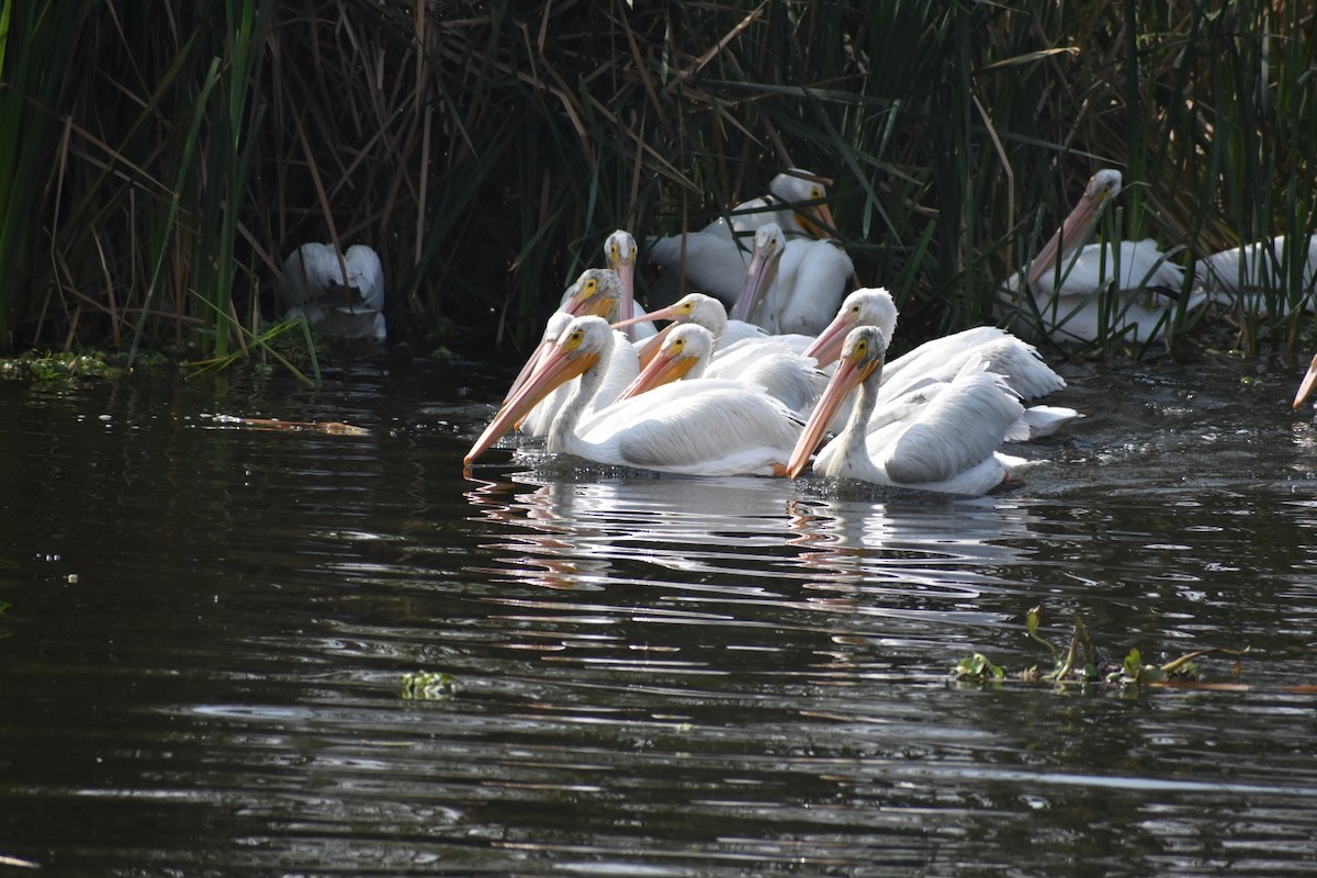 שקנאי אמריקני - ML644629670