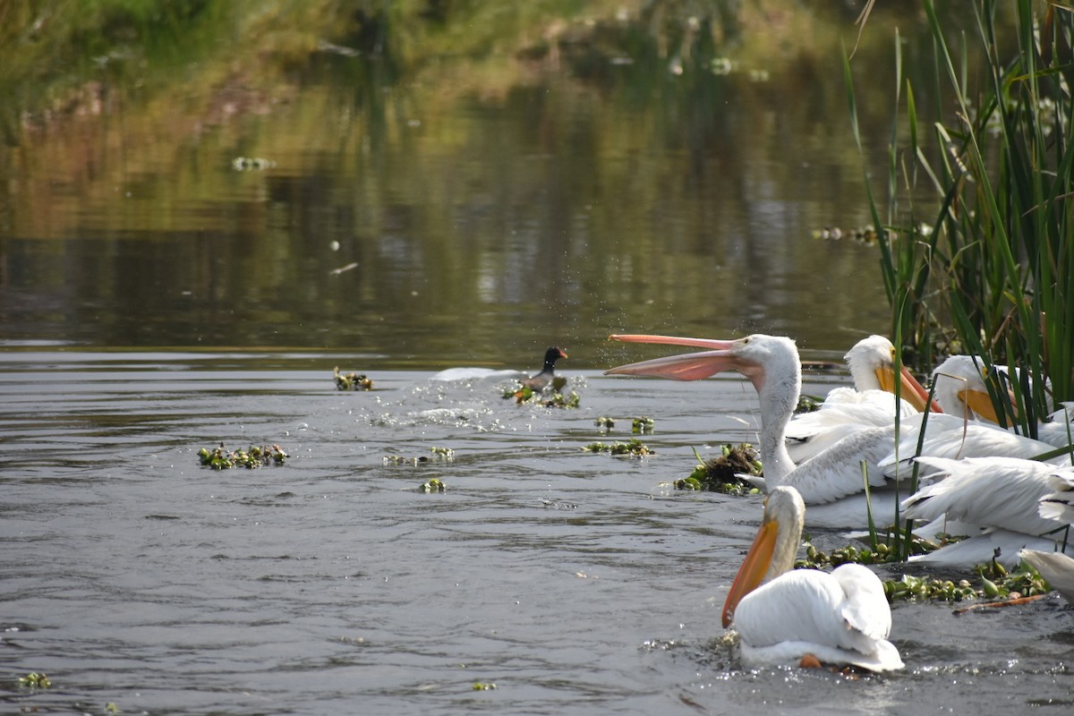 שקנאי אמריקני - ML644629672
