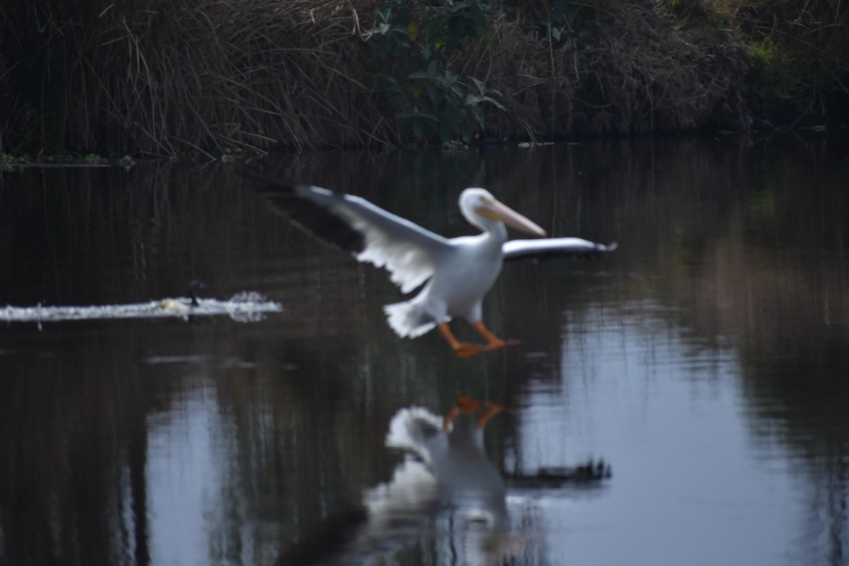 שקנאי אמריקני - ML644629673