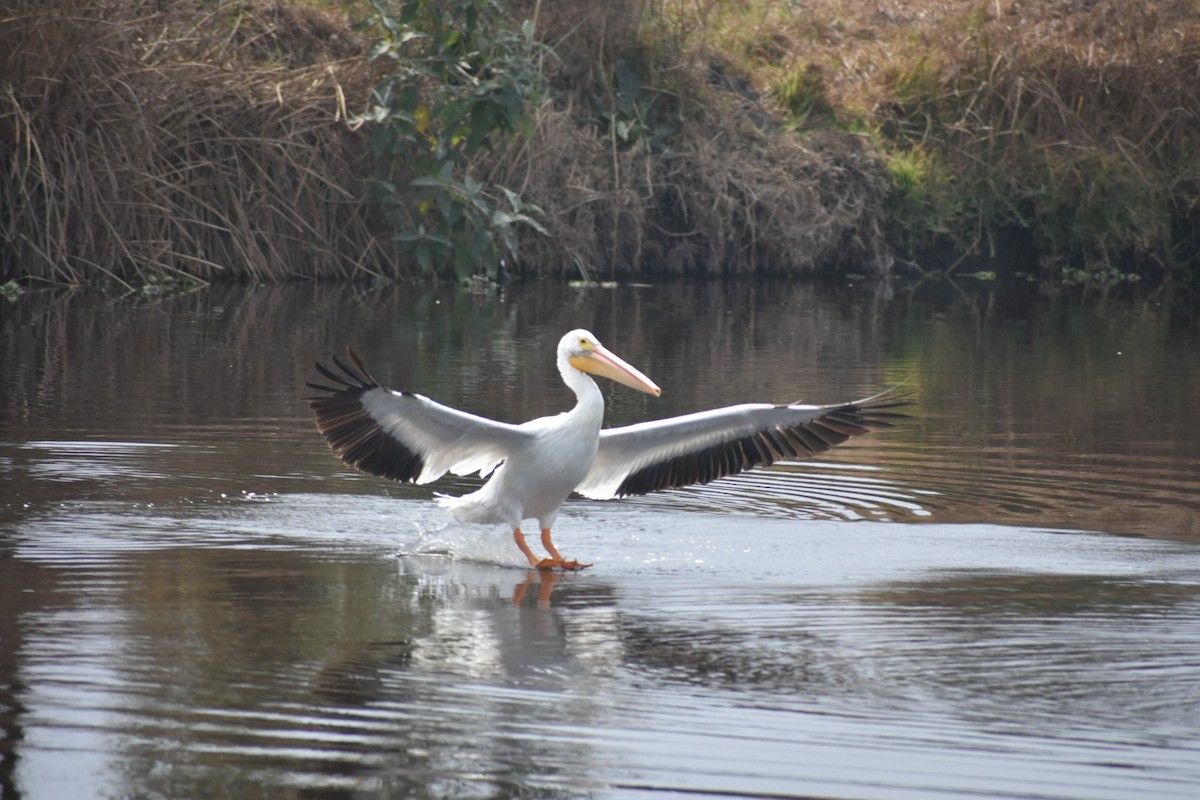 שקנאי אמריקני - ML644629674