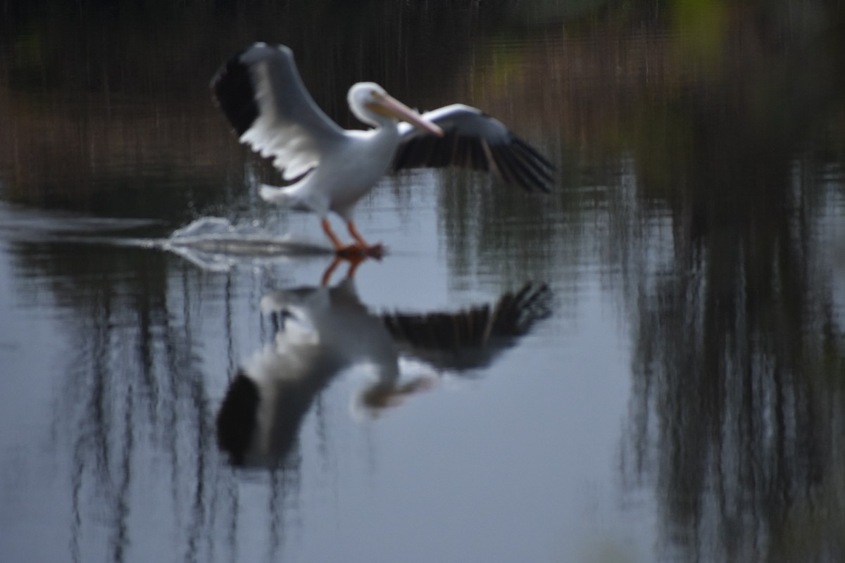 שקנאי אמריקני - ML644629675