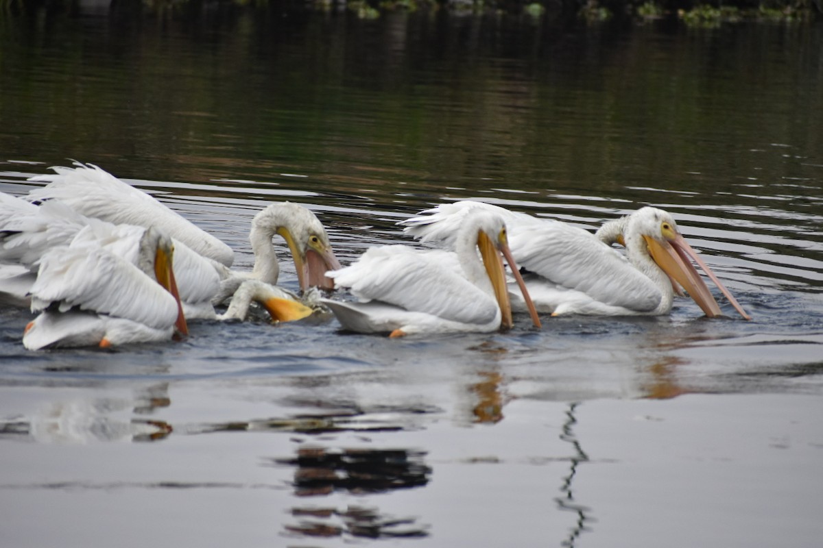 שקנאי אמריקני - ML644629676