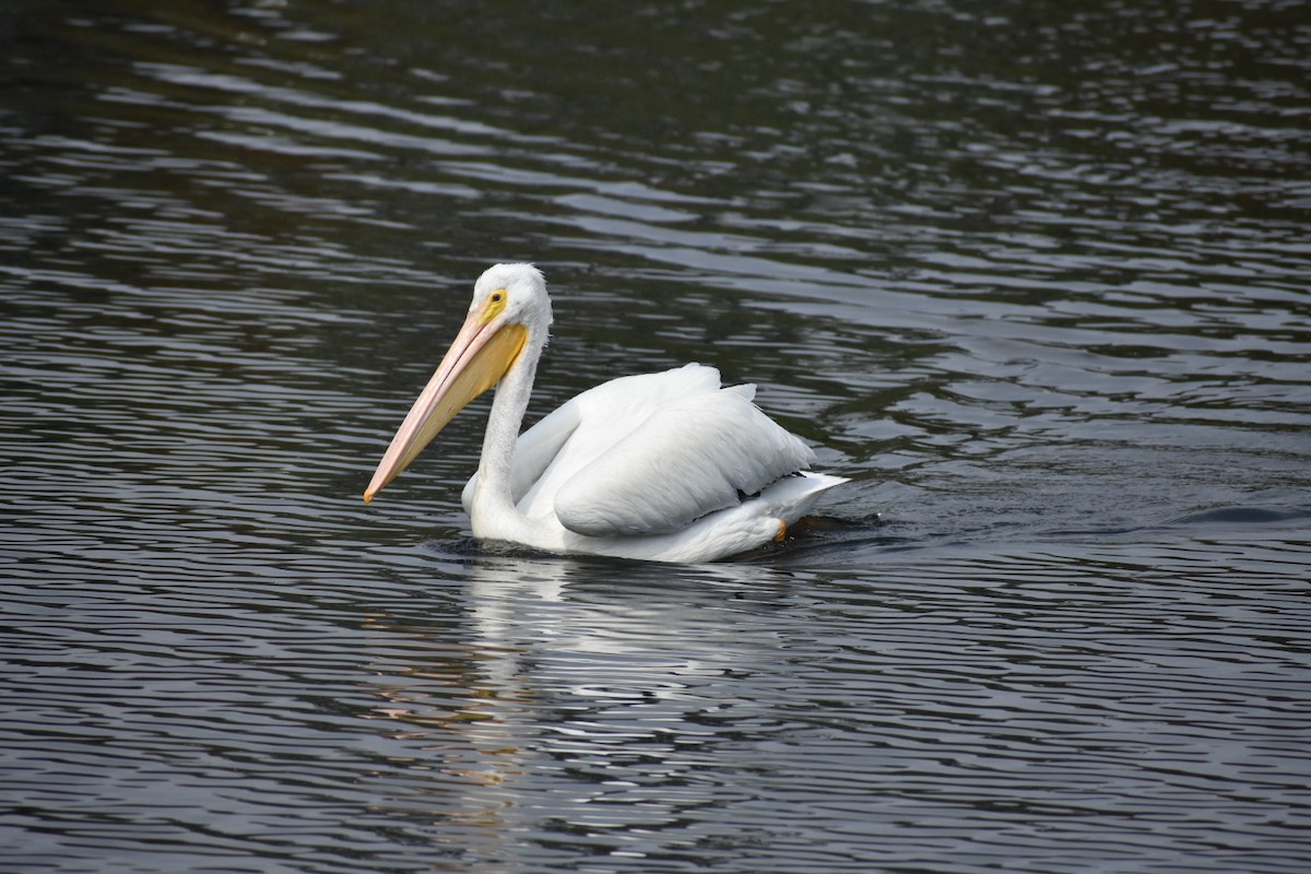 שקנאי אמריקני - ML644629677