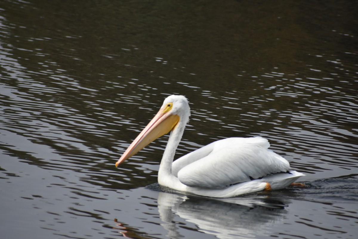 שקנאי אמריקני - ML644629678