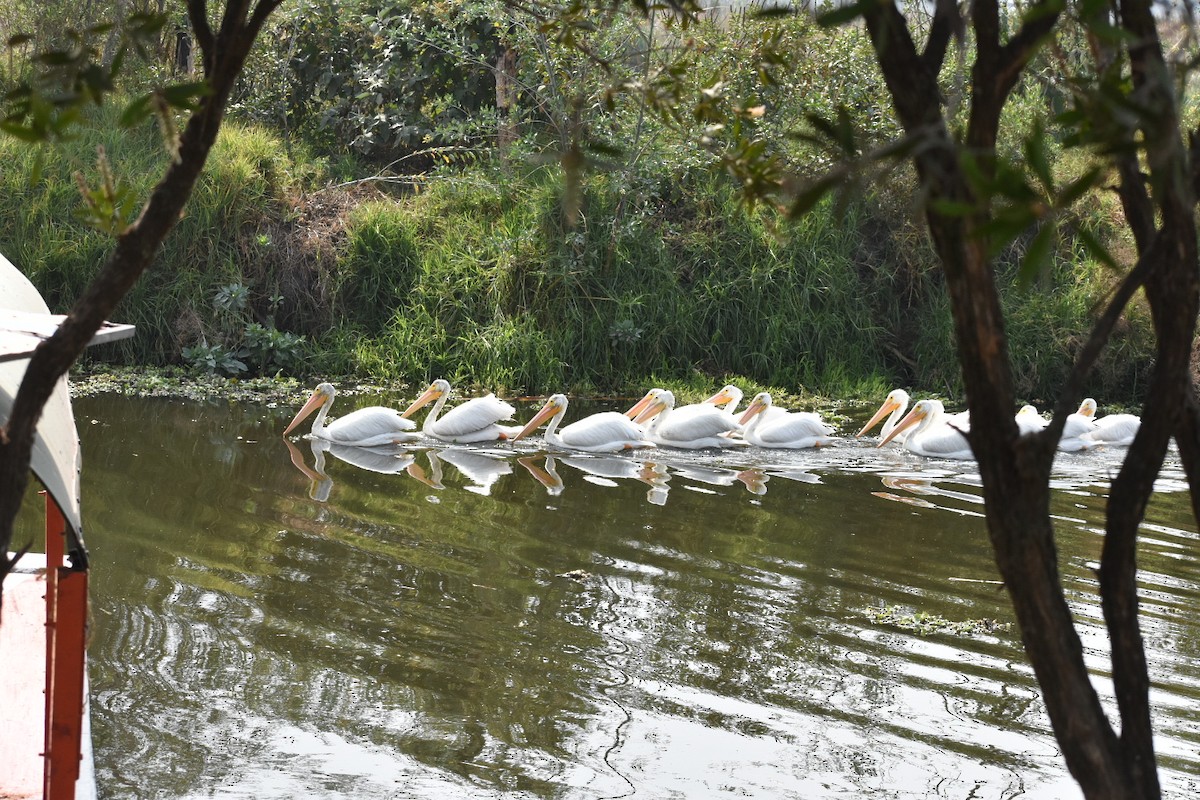 שקנאי אמריקני - ML644629680
