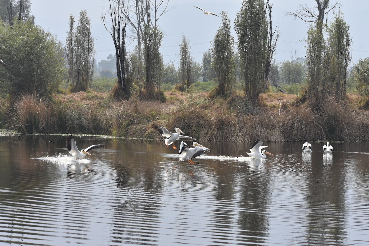 שקנאי אמריקני - ML644629681