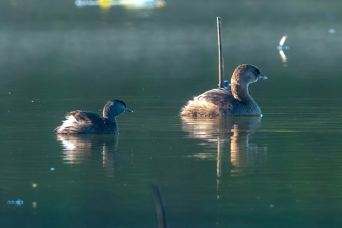 Least Grebe - ML644629682