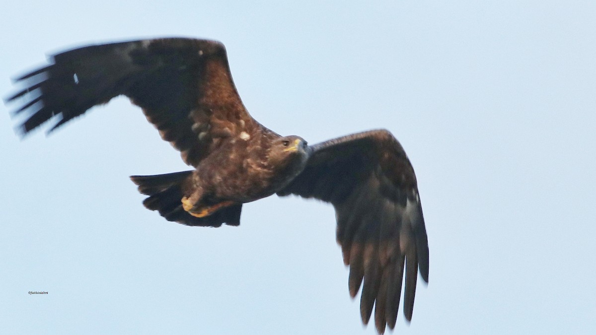 עיט צפרדעים - ML644629690