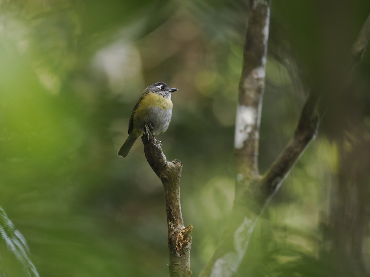 Common Chlorospingus - ML644629693