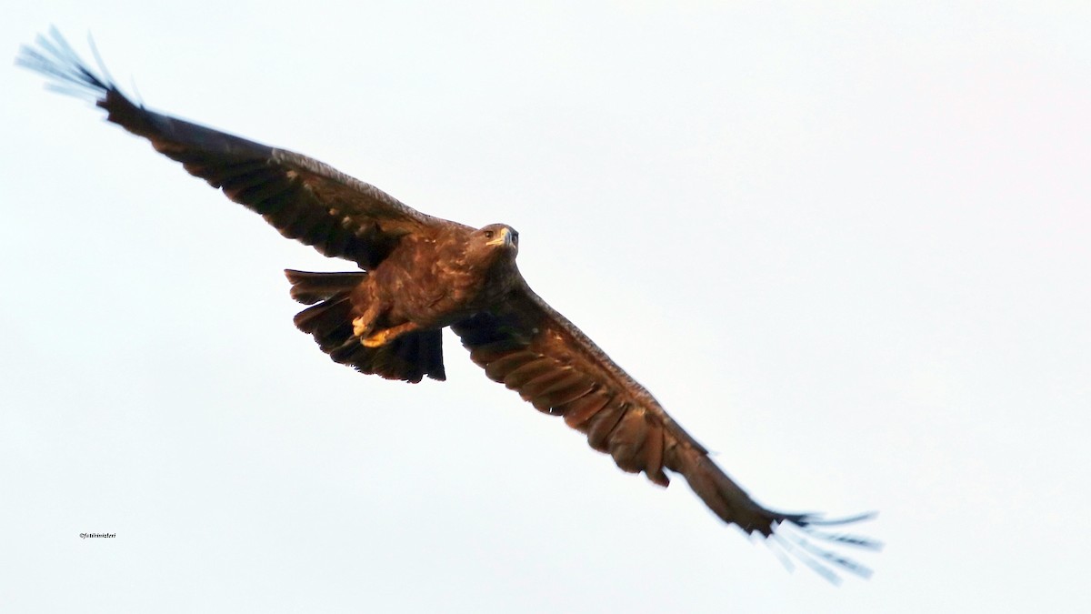 Greater Spotted Eagle - ML644629694
