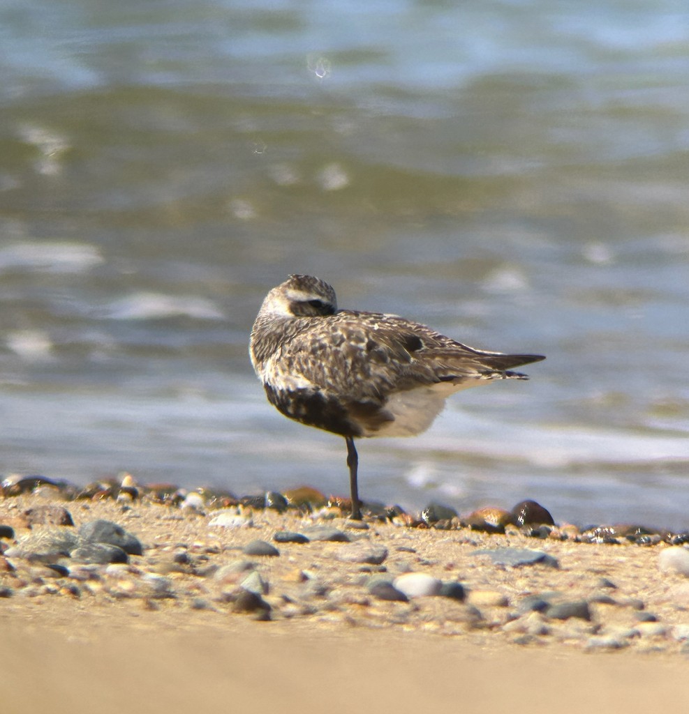 Буурал сүвээ цагаан - ML644629696