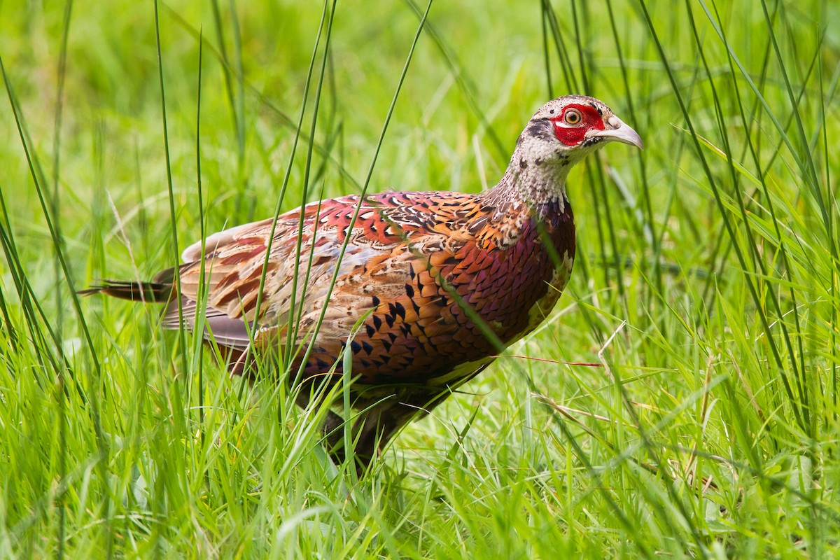 コウライキジ - ML644629705