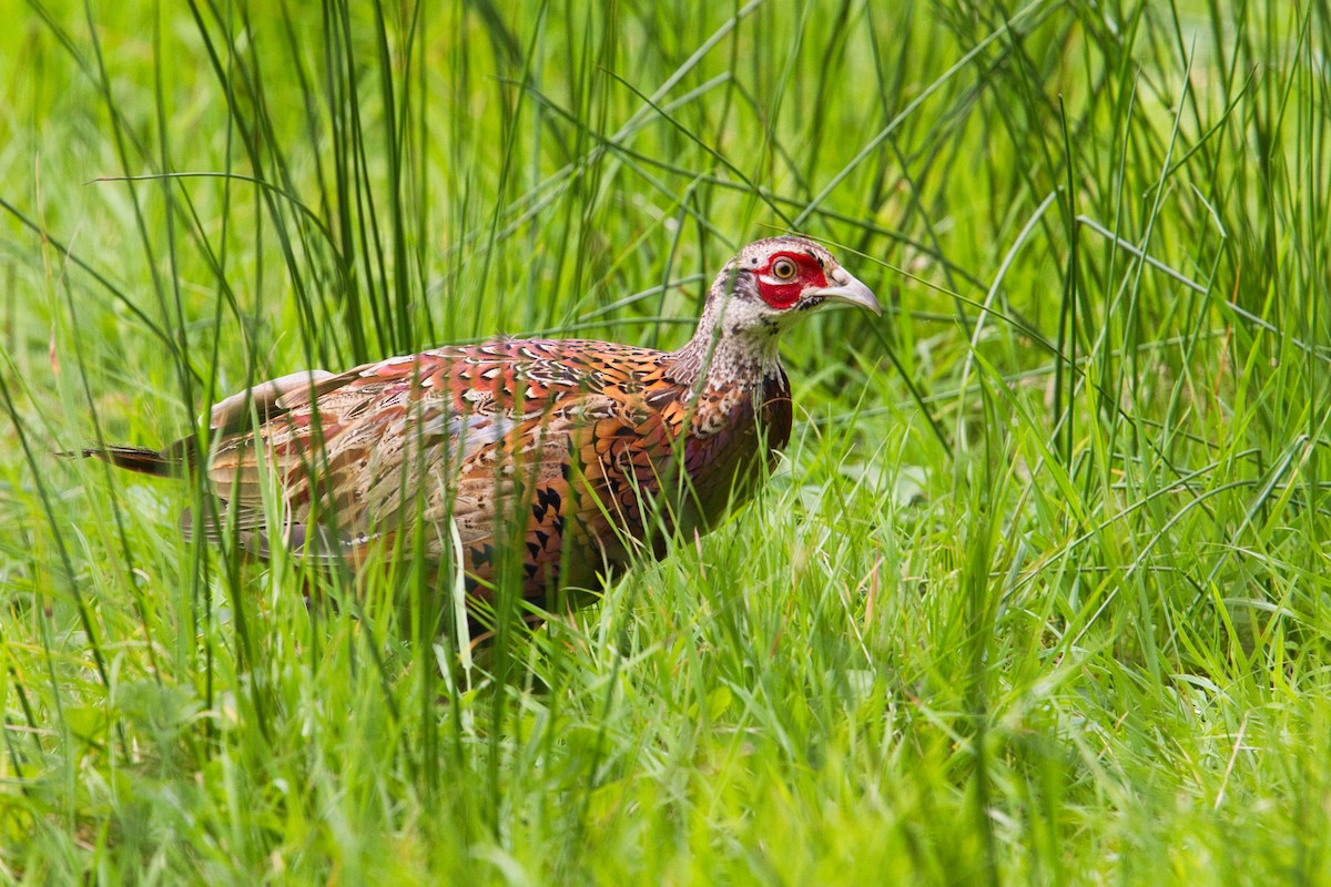 コウライキジ - ML644629706