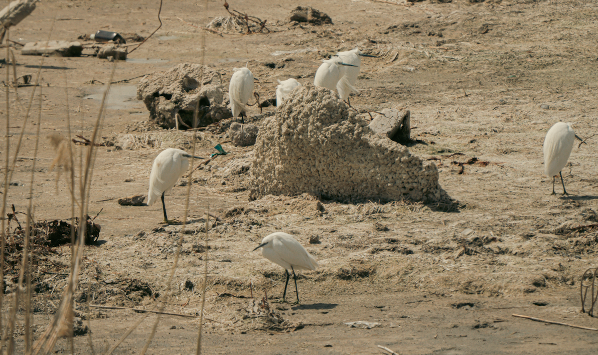 Garzetta - ML644629712