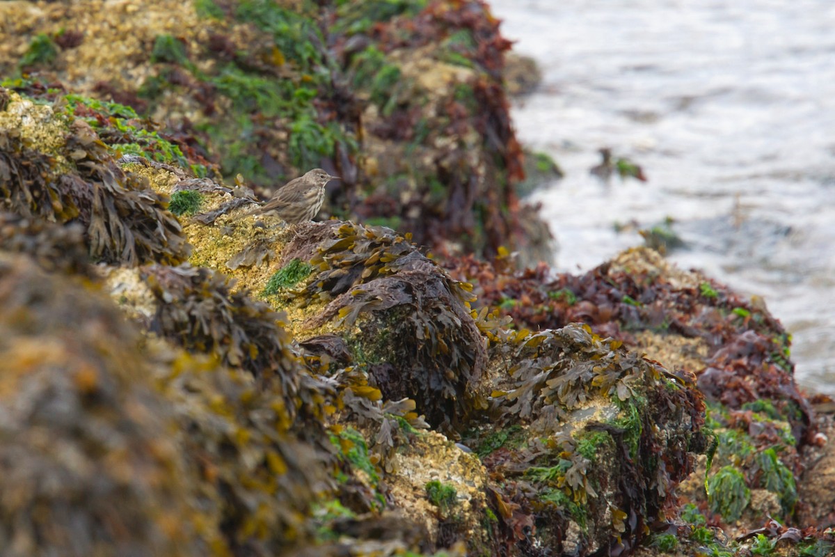 Rock Pipit - ML644629713