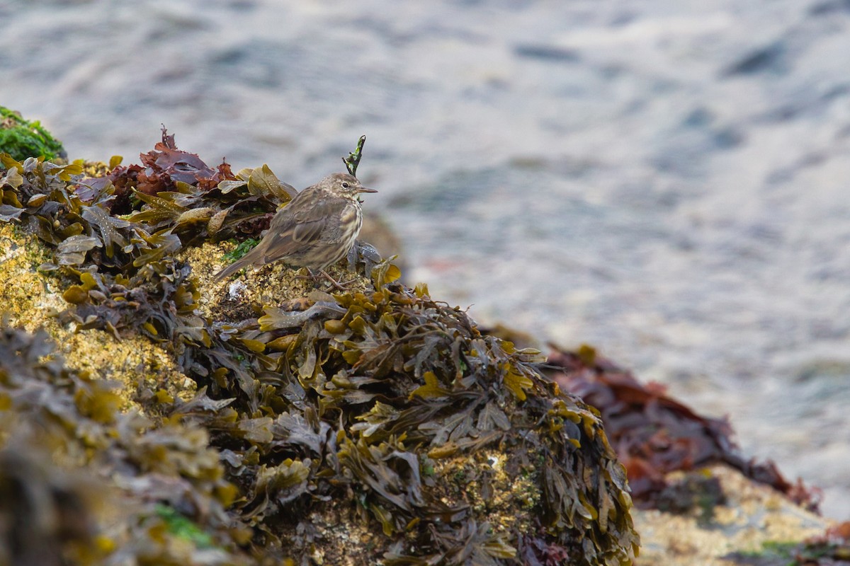 Rock Pipit - ML644629714