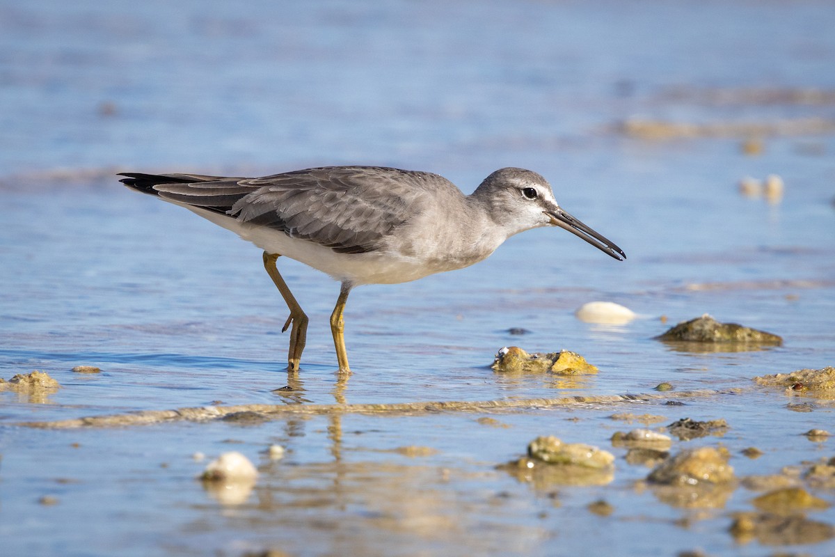 Chevalier de Sibérie - ML644629719
