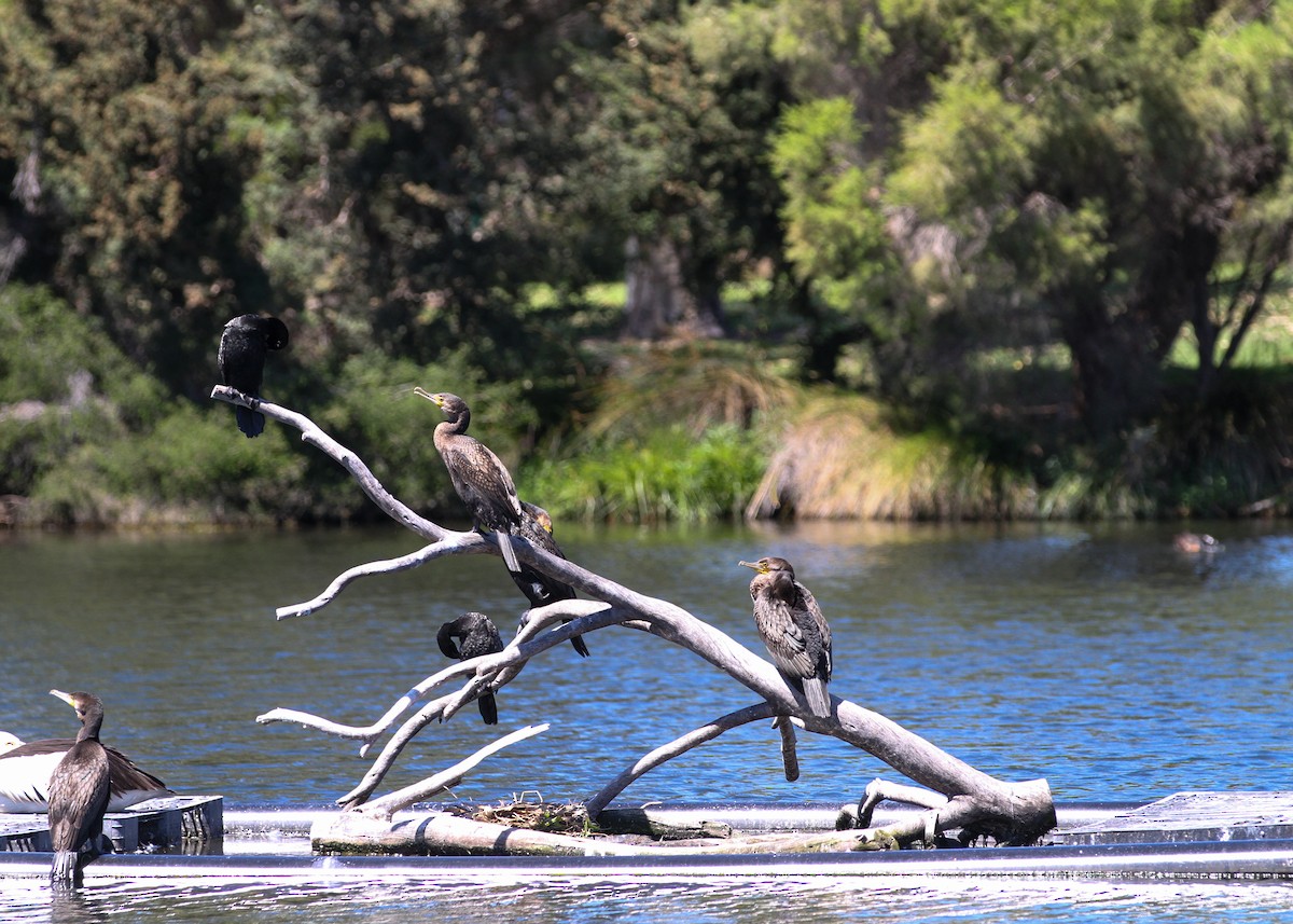 Kömür Karabatağı - ML644629720