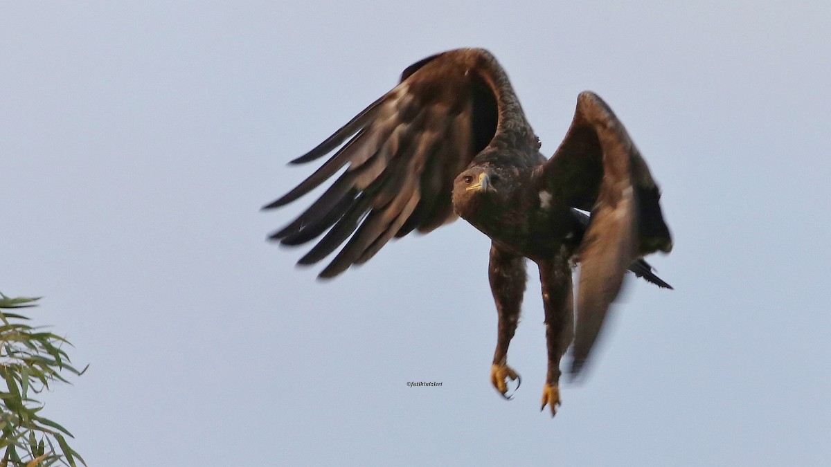 Greater Spotted Eagle - ML644629721