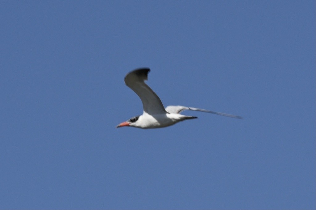 Caspian Tern - ML644629724