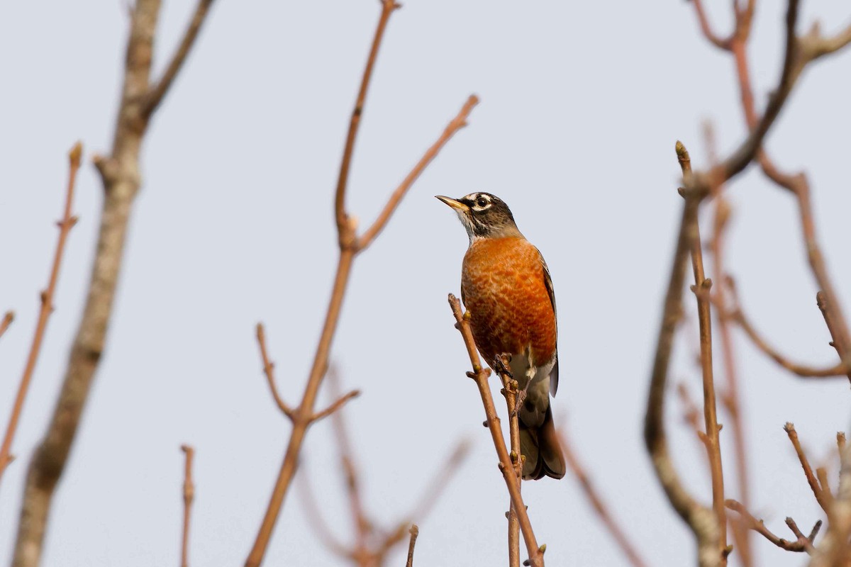 American Robin - ML644629732